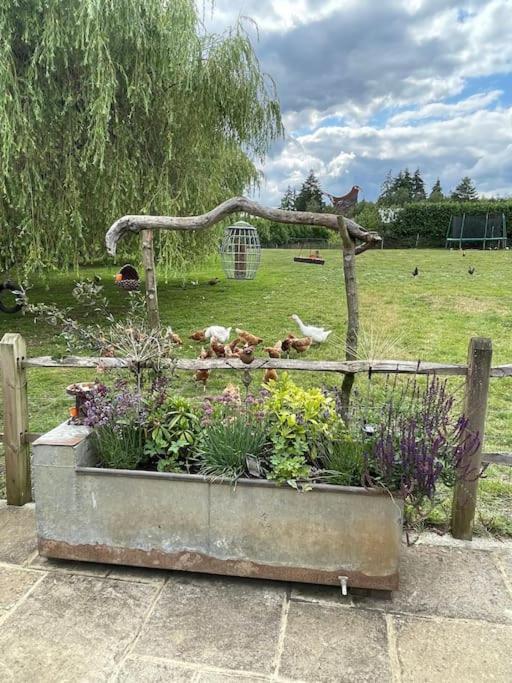 Forest View Shepherd Hut Ewhurst المظهر الخارجي الصورة