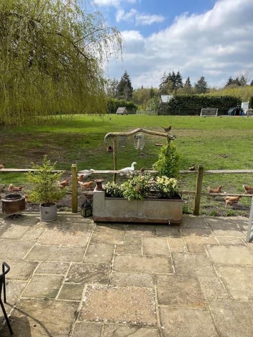 Forest View Shepherd Hut Ewhurst المظهر الخارجي الصورة