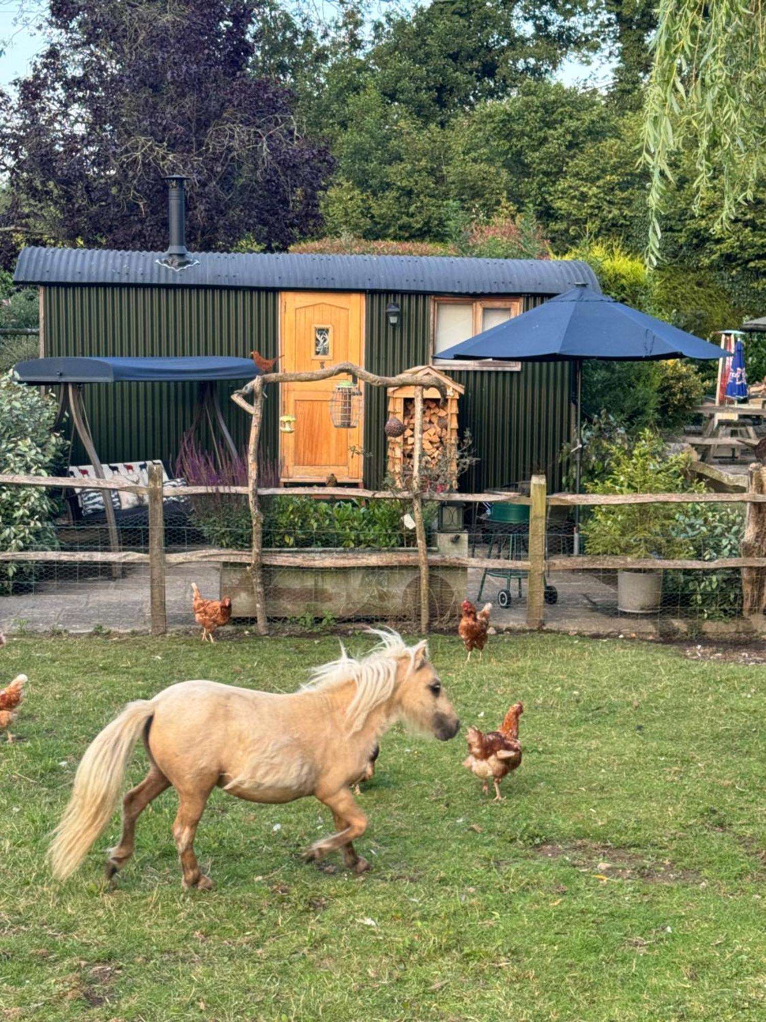 Forest View Shepherd Hut Ewhurst المظهر الخارجي الصورة