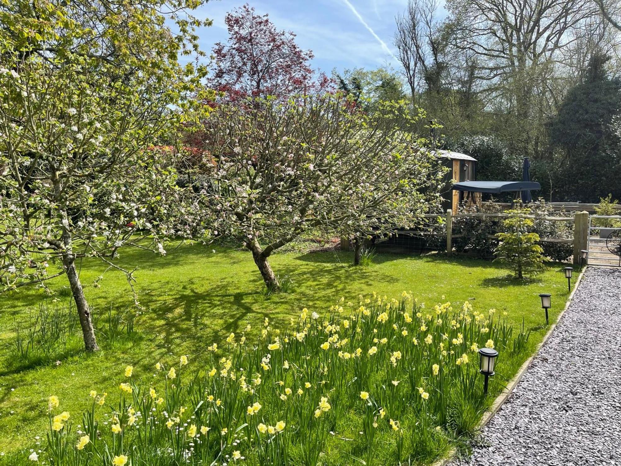 Forest View Shepherd Hut Ewhurst المظهر الخارجي الصورة