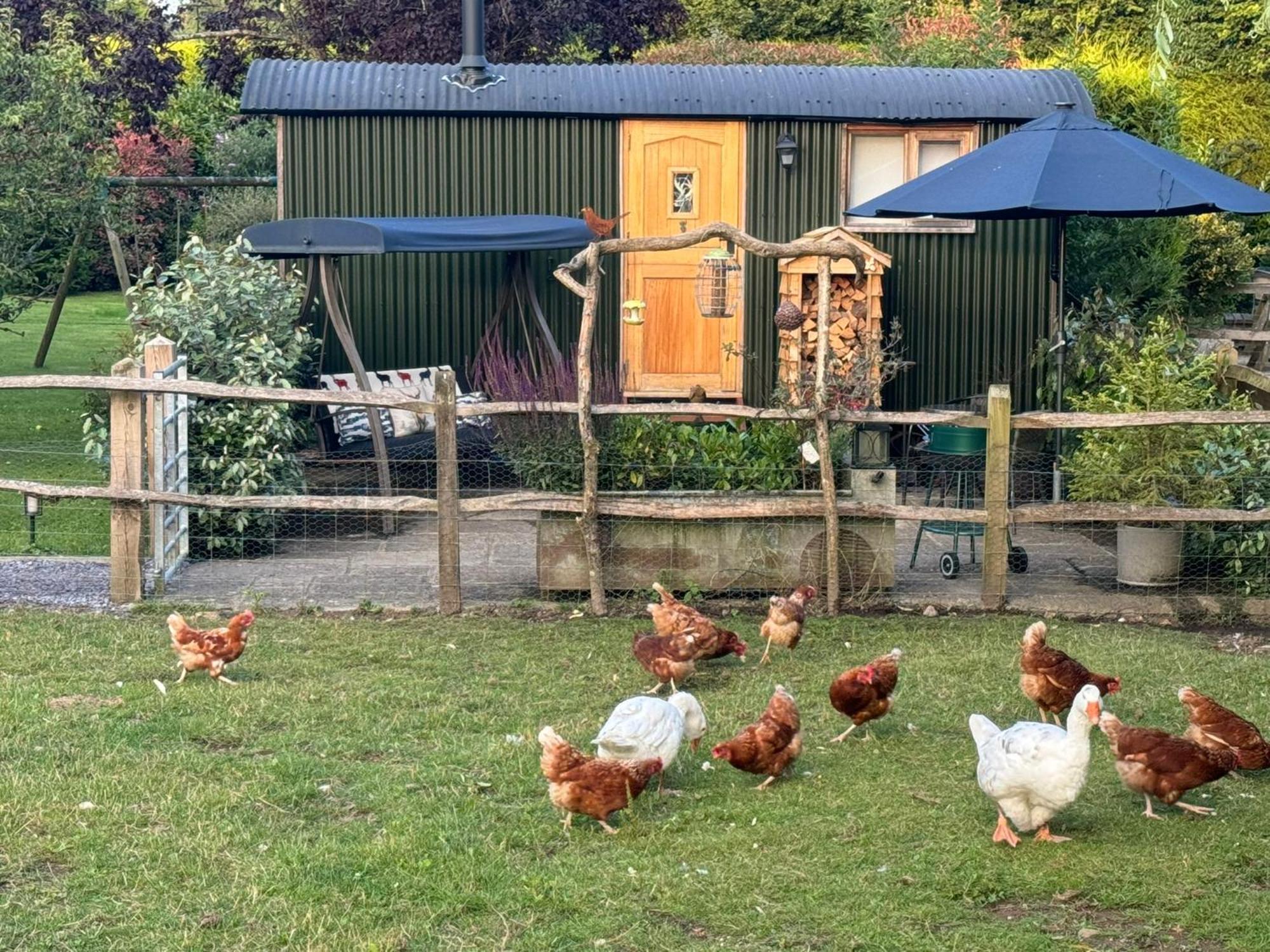 Forest View Shepherd Hut Ewhurst المظهر الخارجي الصورة